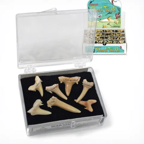 GEOCENTRAL GeoCentral Fossil Sharks Teeth Earrings