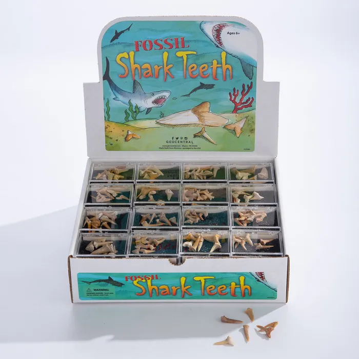 GEOCENTRAL GeoCentral Fossil Sharks Teeth Earrings