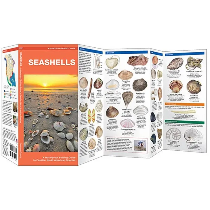 NATIONALBOOKNET Earrings Seashells Folding Pocket Guide to Familiar Seashells