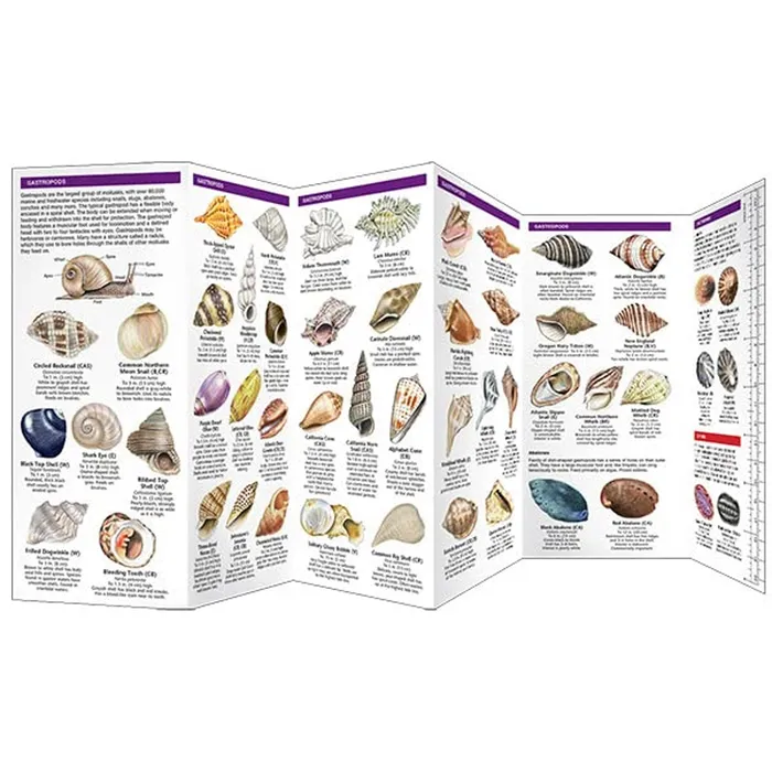 NATIONALBOOKNET Earrings Seashells Folding Pocket Guide to Familiar Seashells